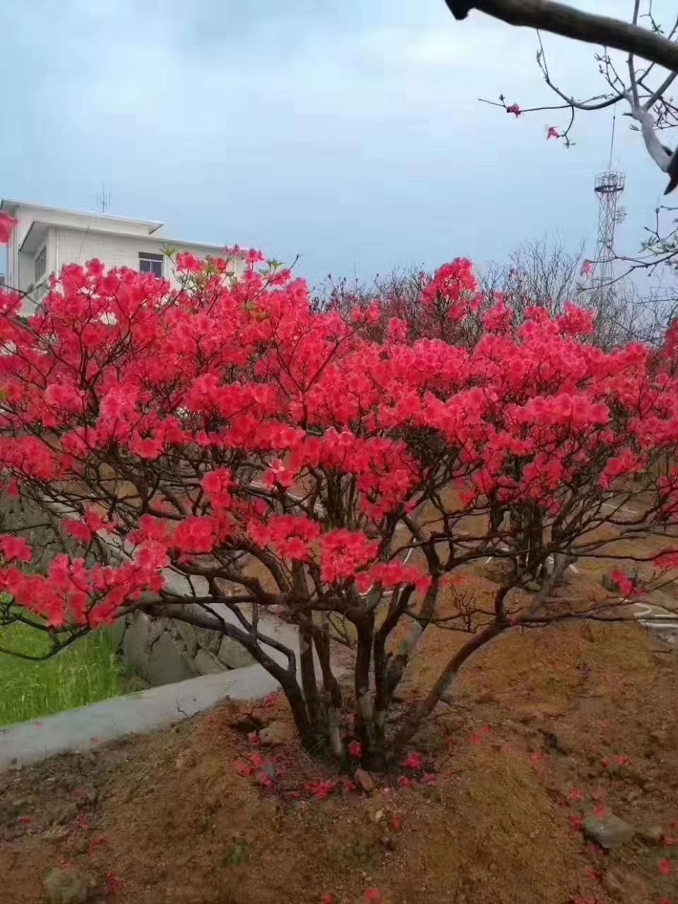 映山红