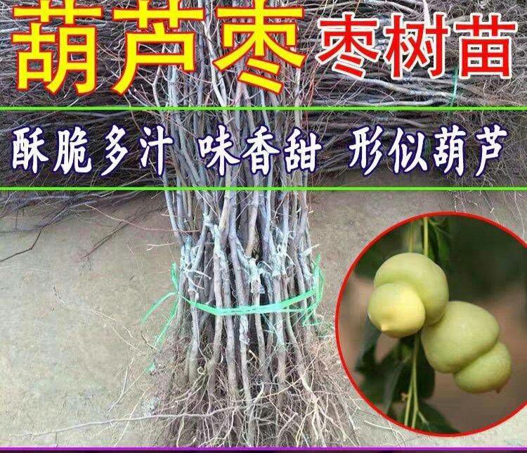 葫芦枣树苗 基地直销 假一赔十 签合同保证品种