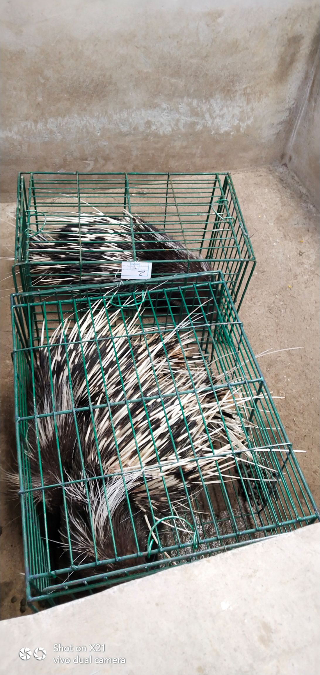 20-30斤食肉豪猪