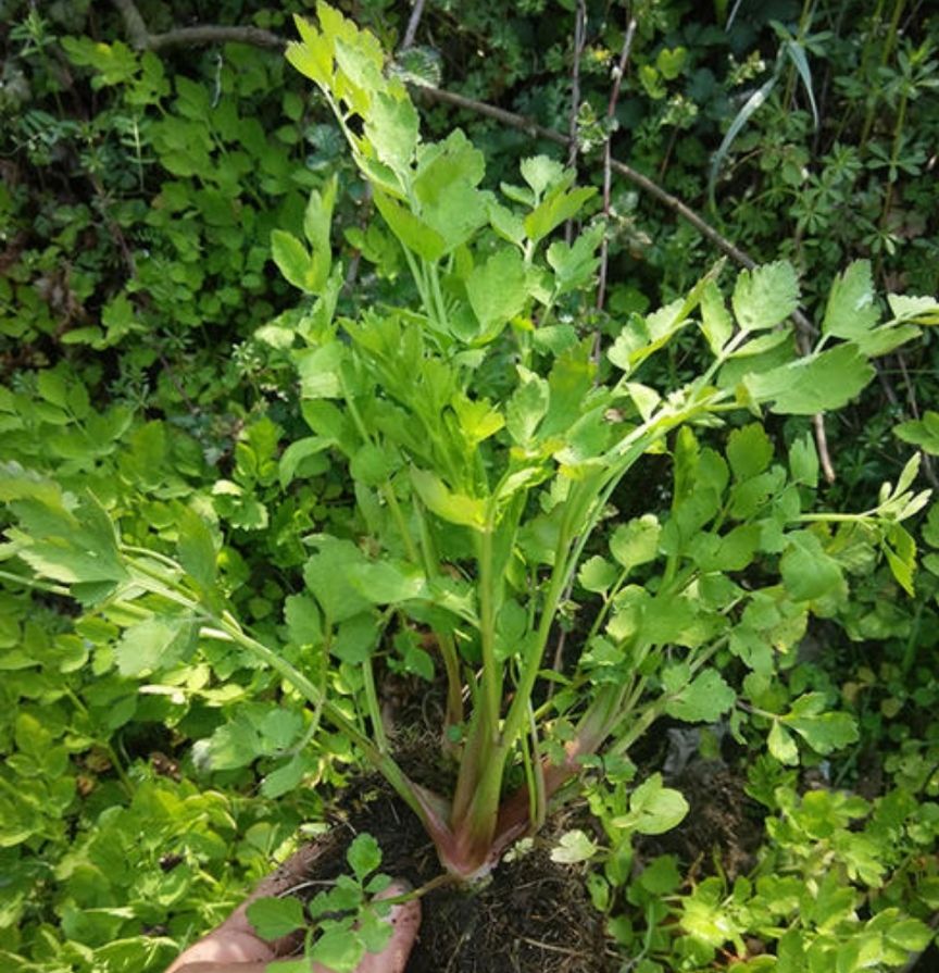 水芹菜种苗 每棵高10公分以上 芹菜种苗 易成活