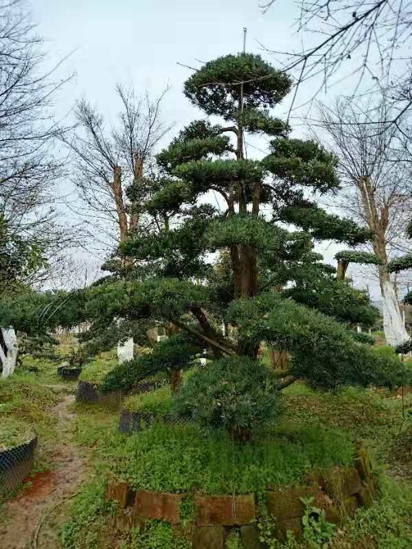 造型罗汉松,飘枝