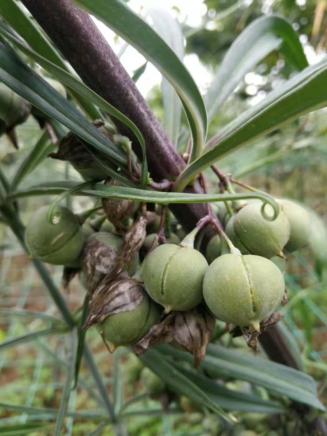 黄精种子红花滇黄精甜黄精老虎姜节节高种子种苗鸡头精多花黄精