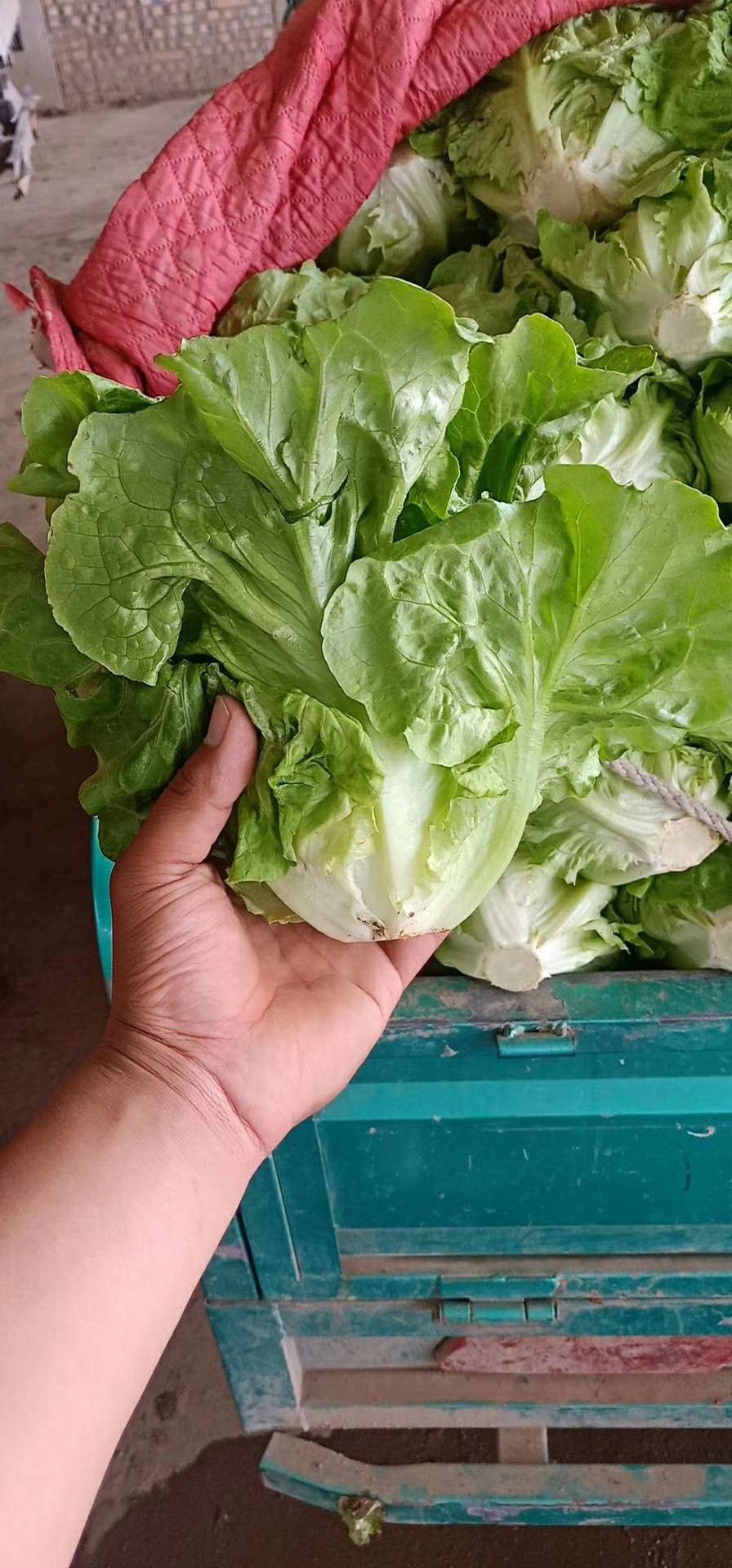 供应大厅  蔬菜 生菜  商品属性 品种名:意大利生菜 品种名:意大利
