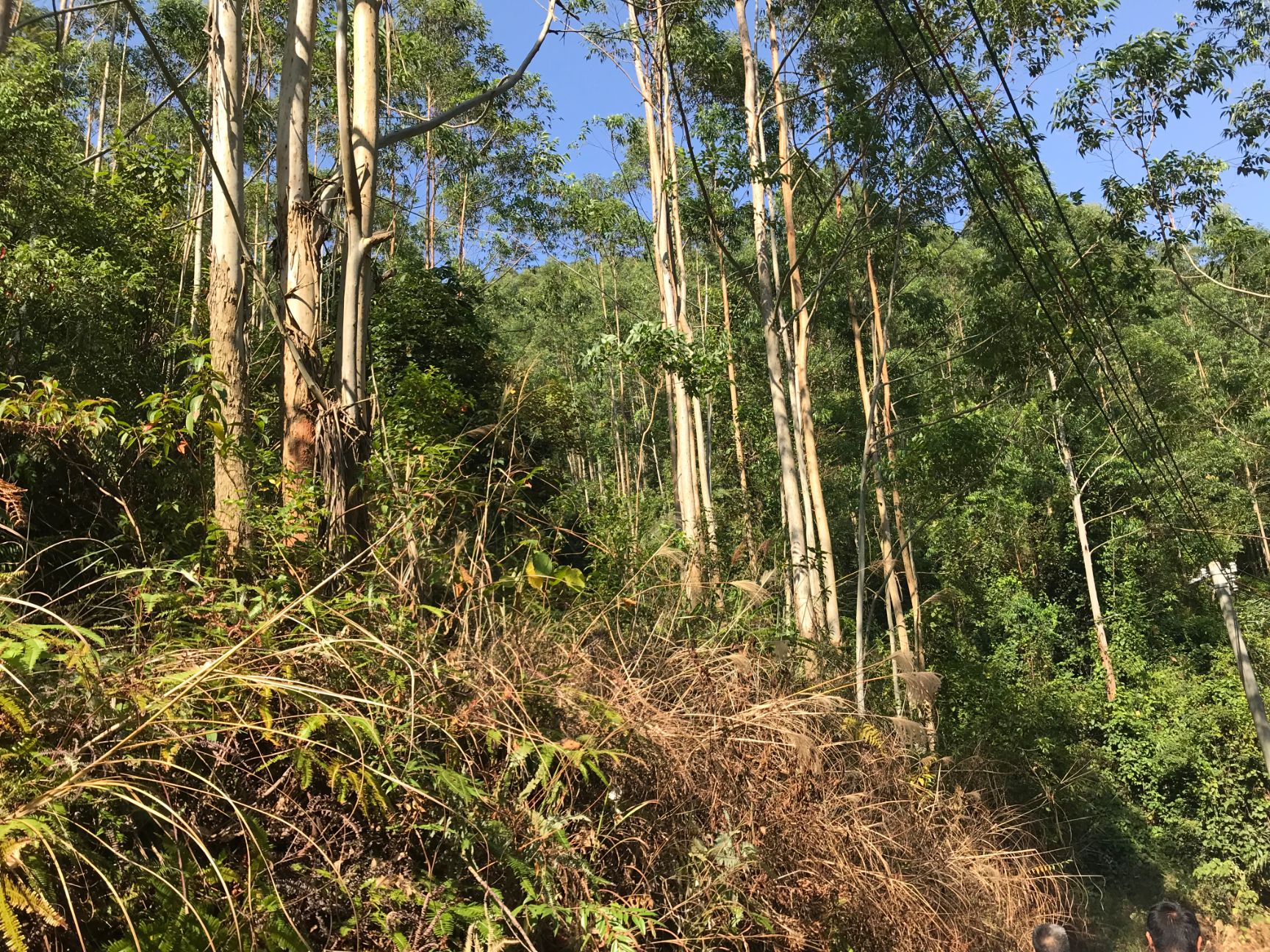 广东省茂名市高州市 1200亩广九桉树林带地