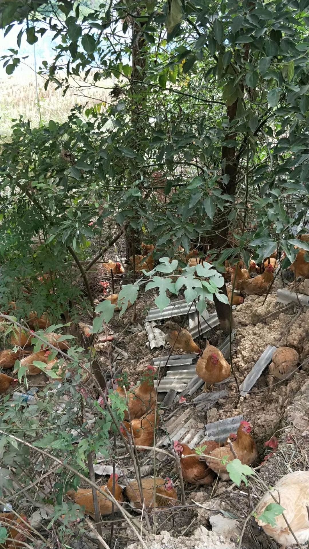 苏禽高山散养土鸡,青年鸡6-8鸡群健康,无呼吸道.