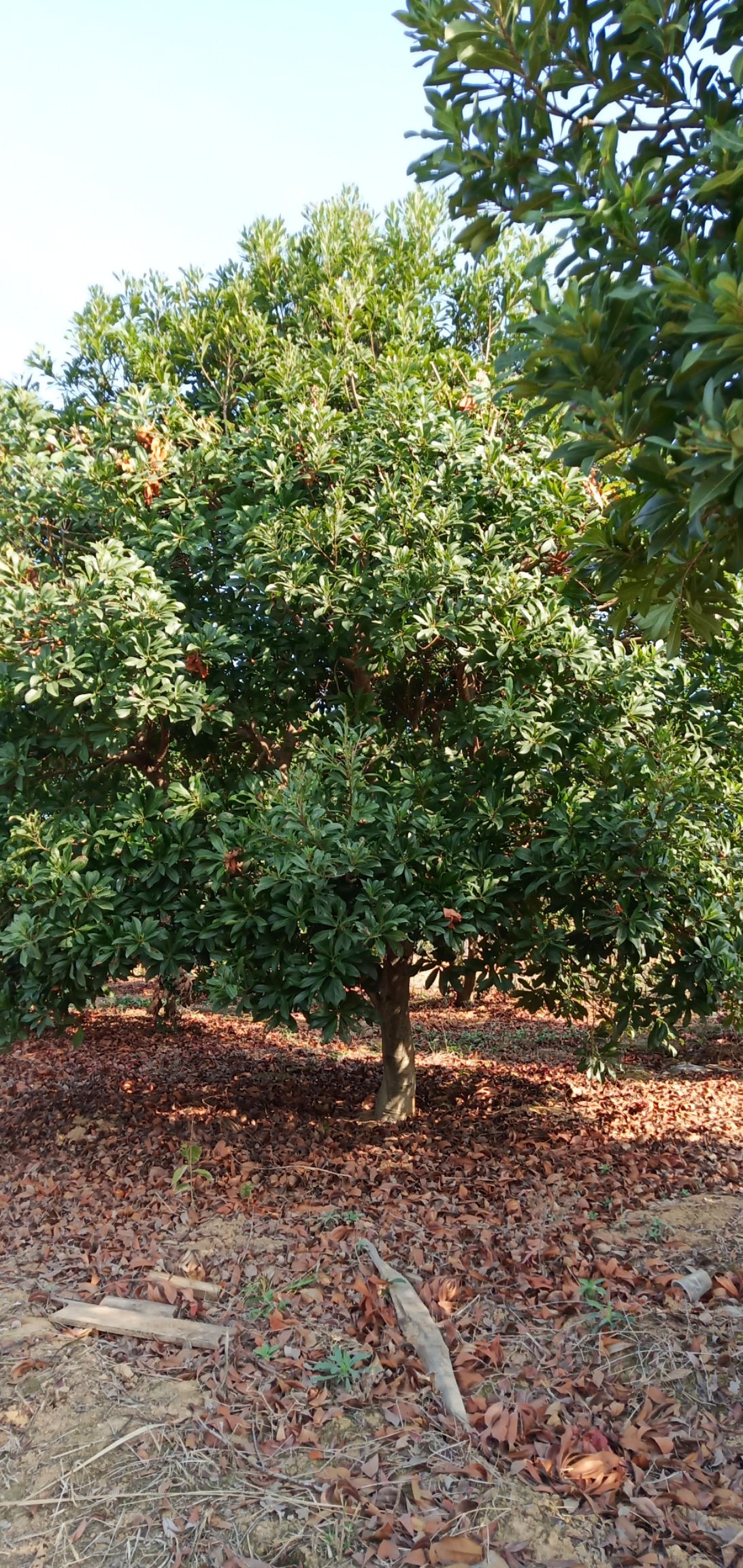 杨梅树已挂果丰产乌梅东槐杨梅黑碳杨梅树直径15至20公分以上