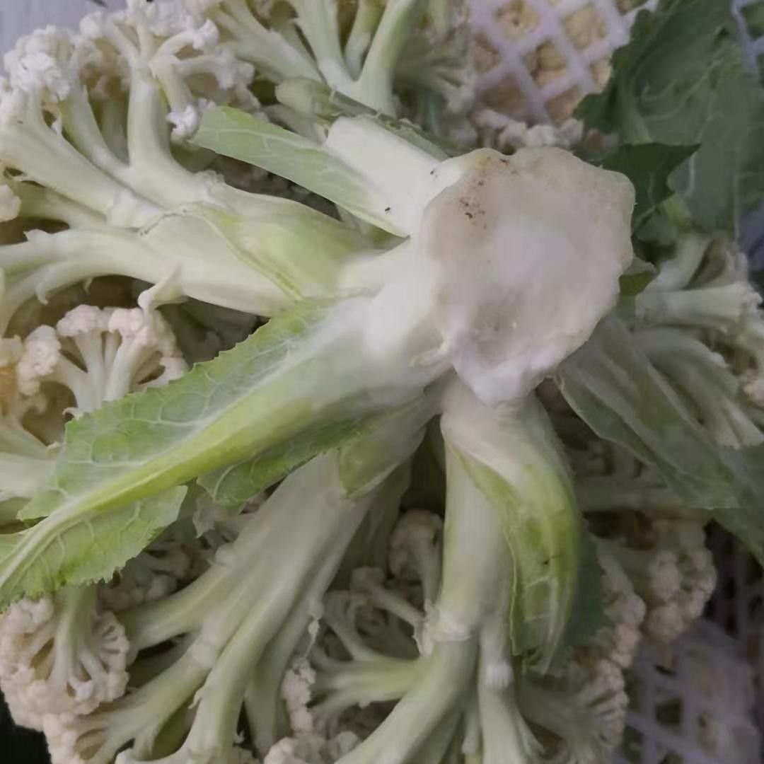 白面青梗松花菜 有机花菜青梗白面(大棚菜)