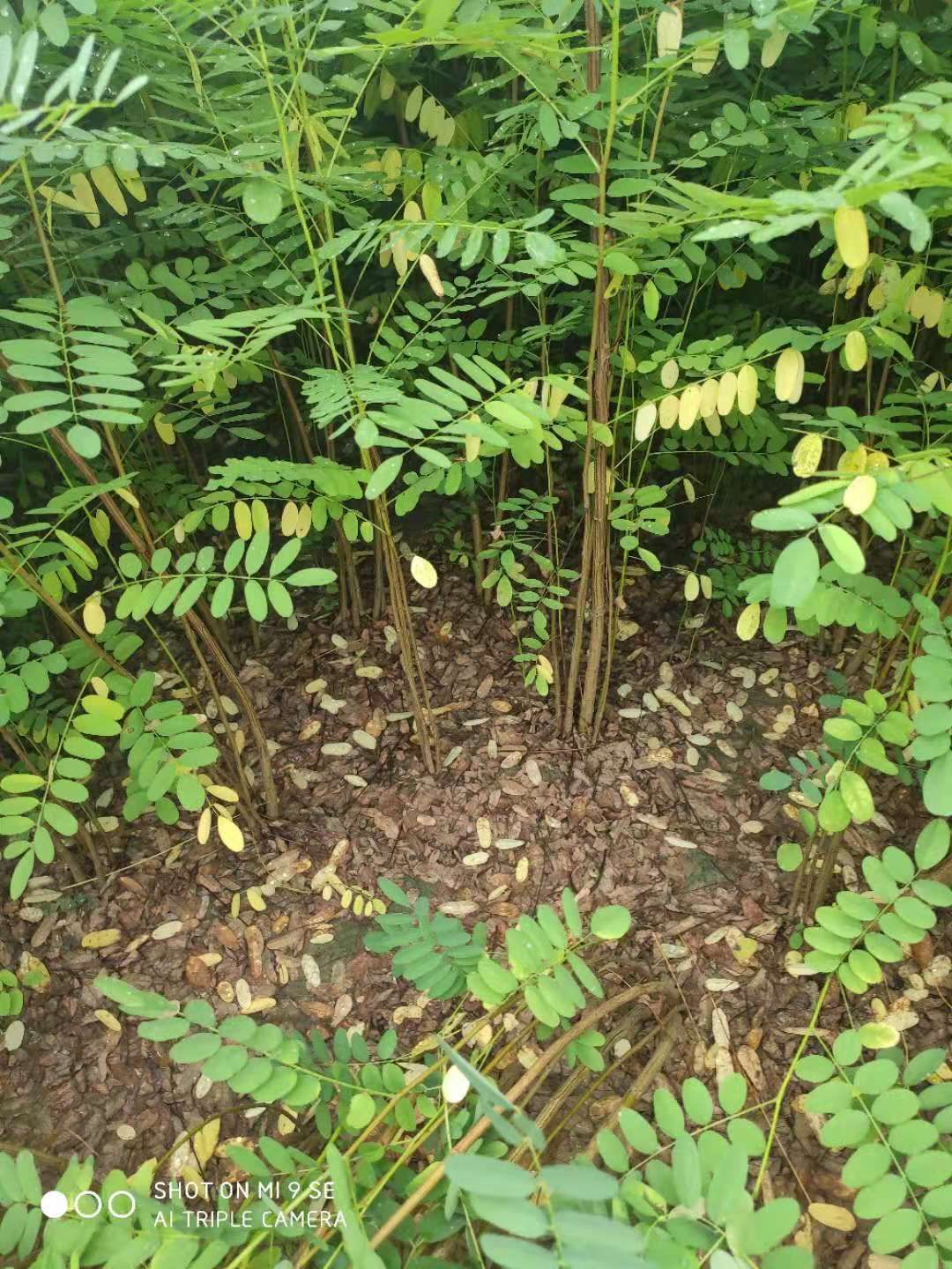 供应大厅  种子种苗  紫穗槐苗   商品详情 定州奥美苗圃供应带盆芍药