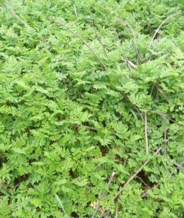 野生水芹菜种苗 水芹菜属多年生草本植物 包邮包活