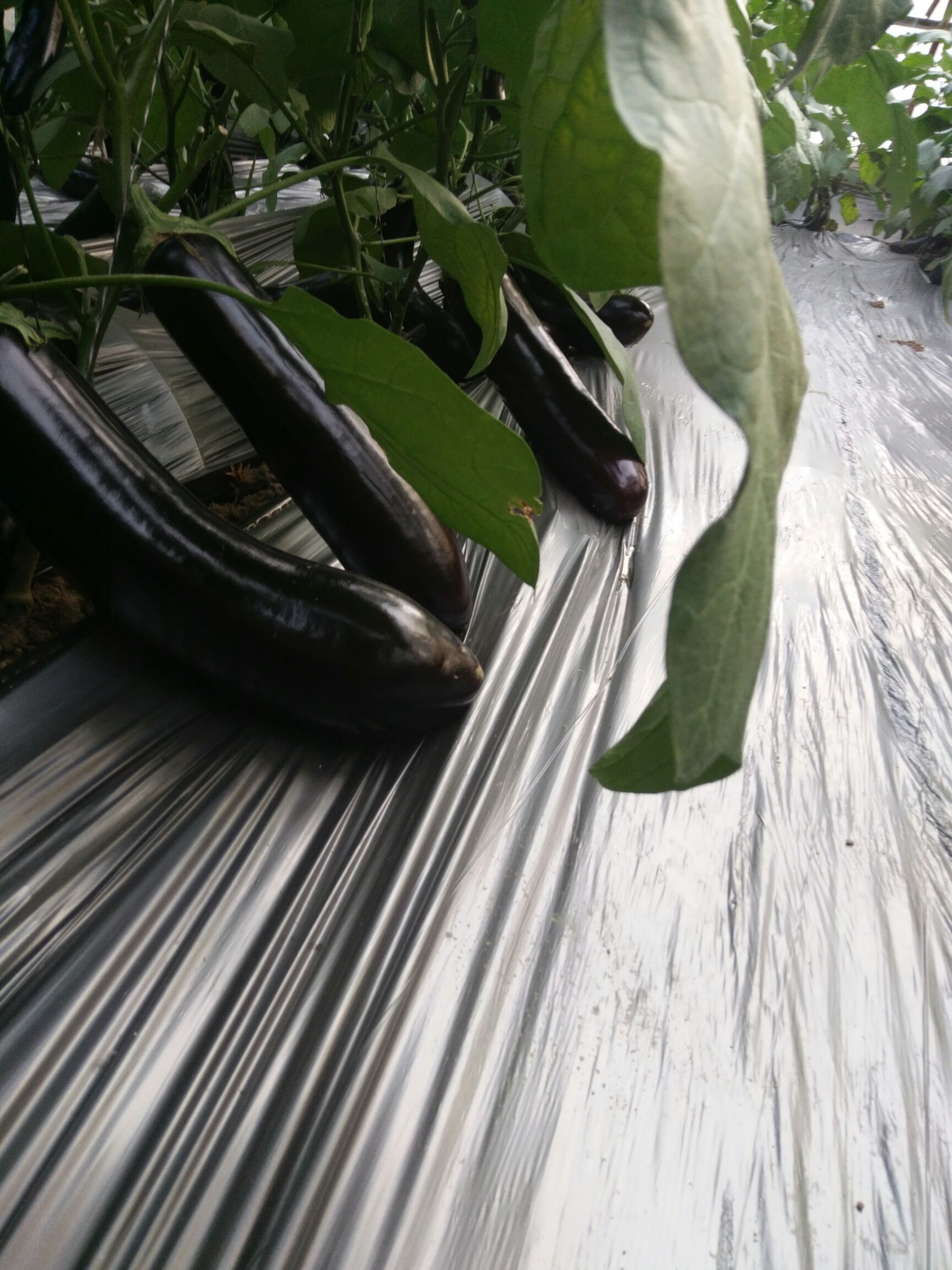 702茄子 质量放心
