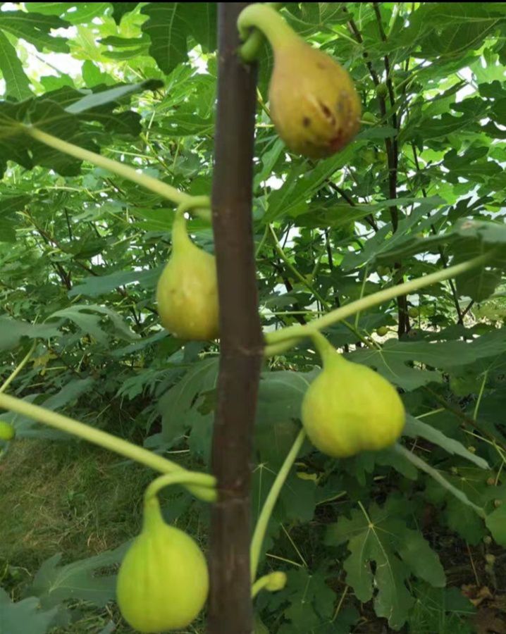 芭劳奈无花果苗 巴劳奈五花果苗 8月中旬成熟 单果均重60g 亩产6000斤