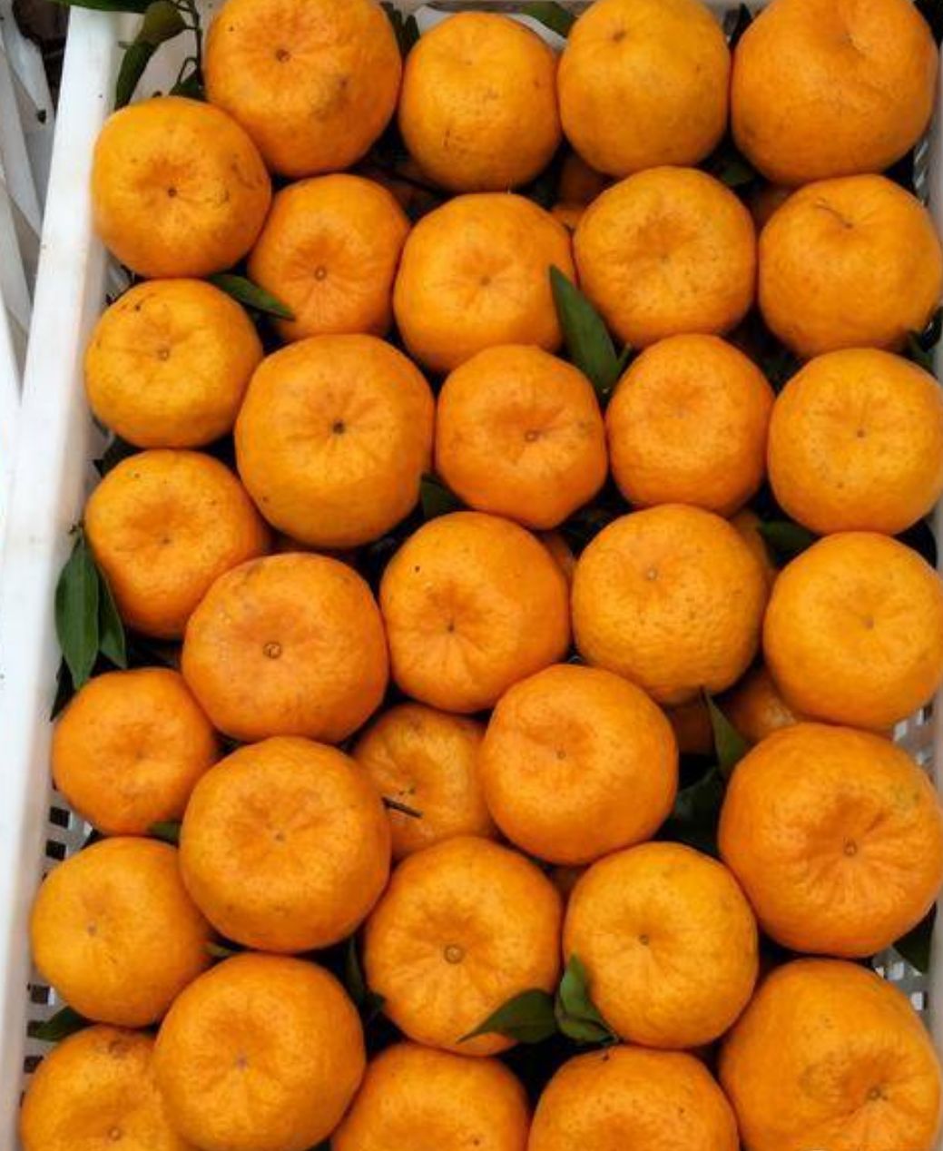 四川椪柑(太碰)