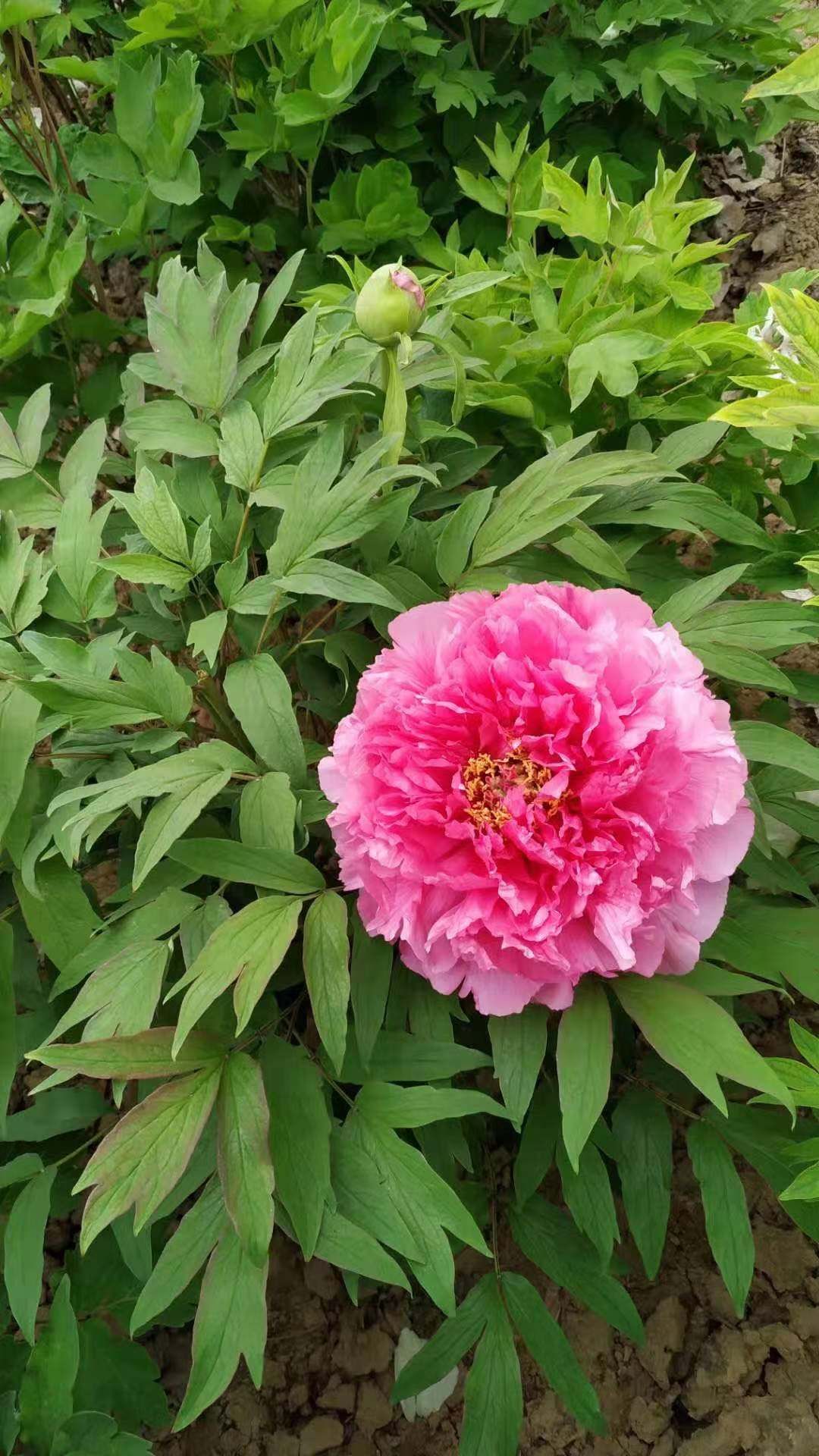 观赏牡丹花王,原棵重瓣千层牡丹,可签合同包品种,基地直供.