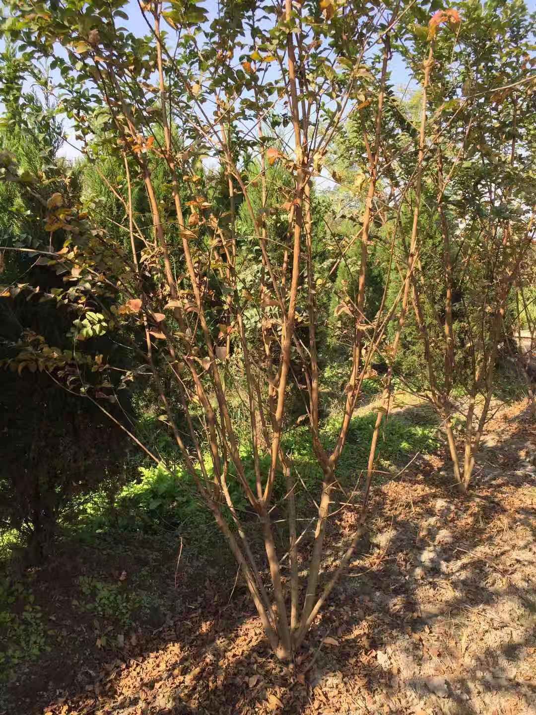 丛生紫薇