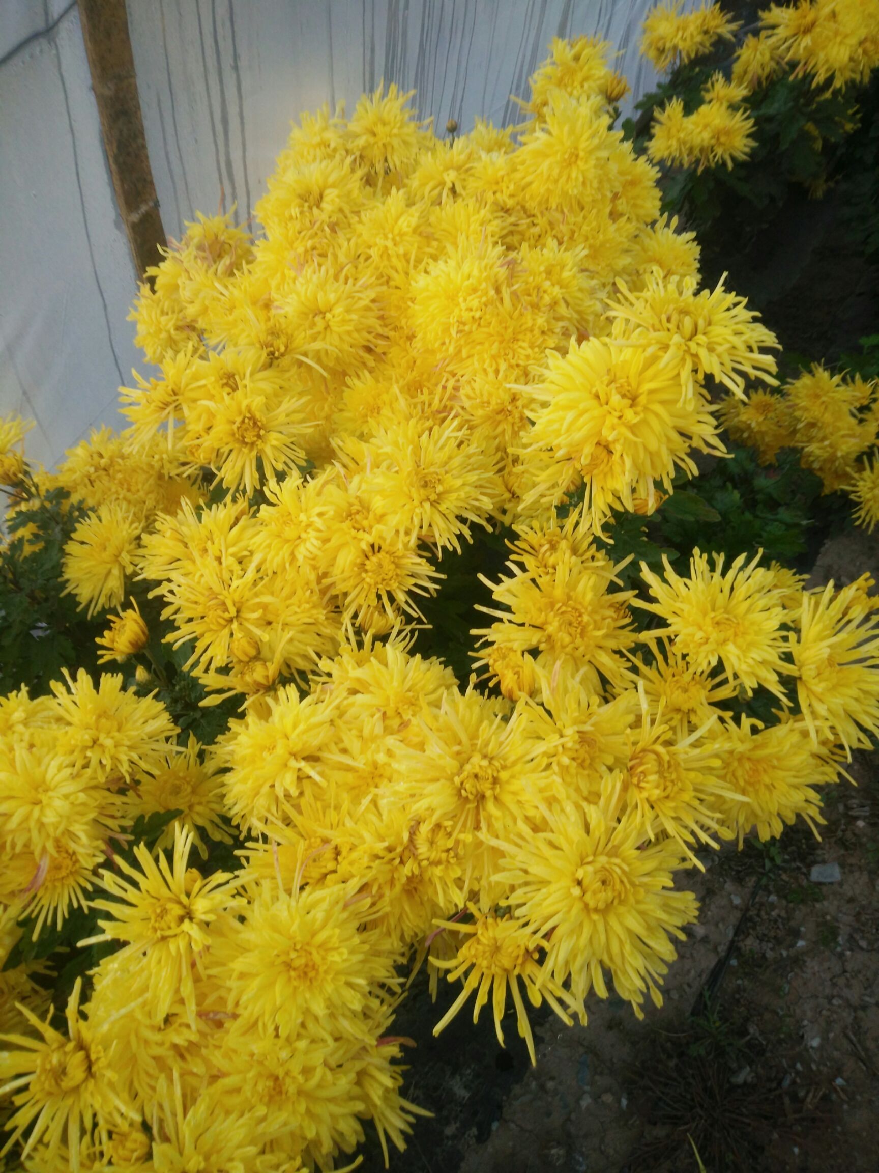 金丝皇菊
