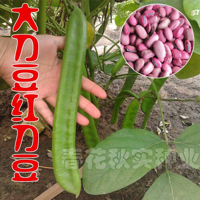 大红刀豆种子红色蔬菜种籽四季魔豆巴西豆种子阳台巨型长豆角包邮