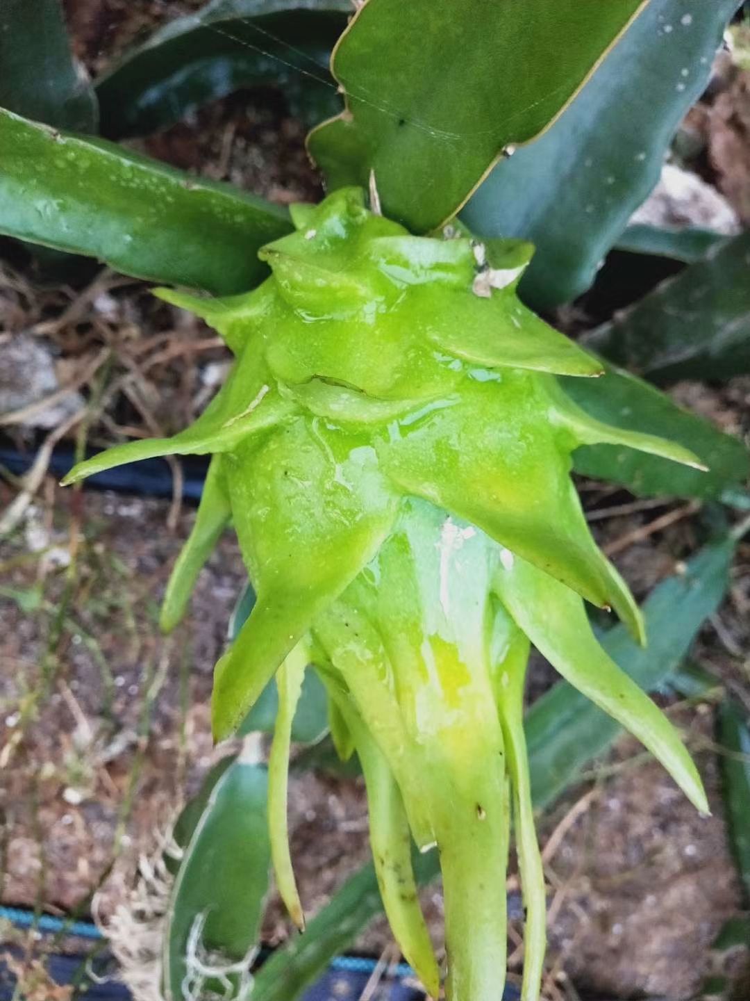 黄皮火龙果苗 无刺黄龙