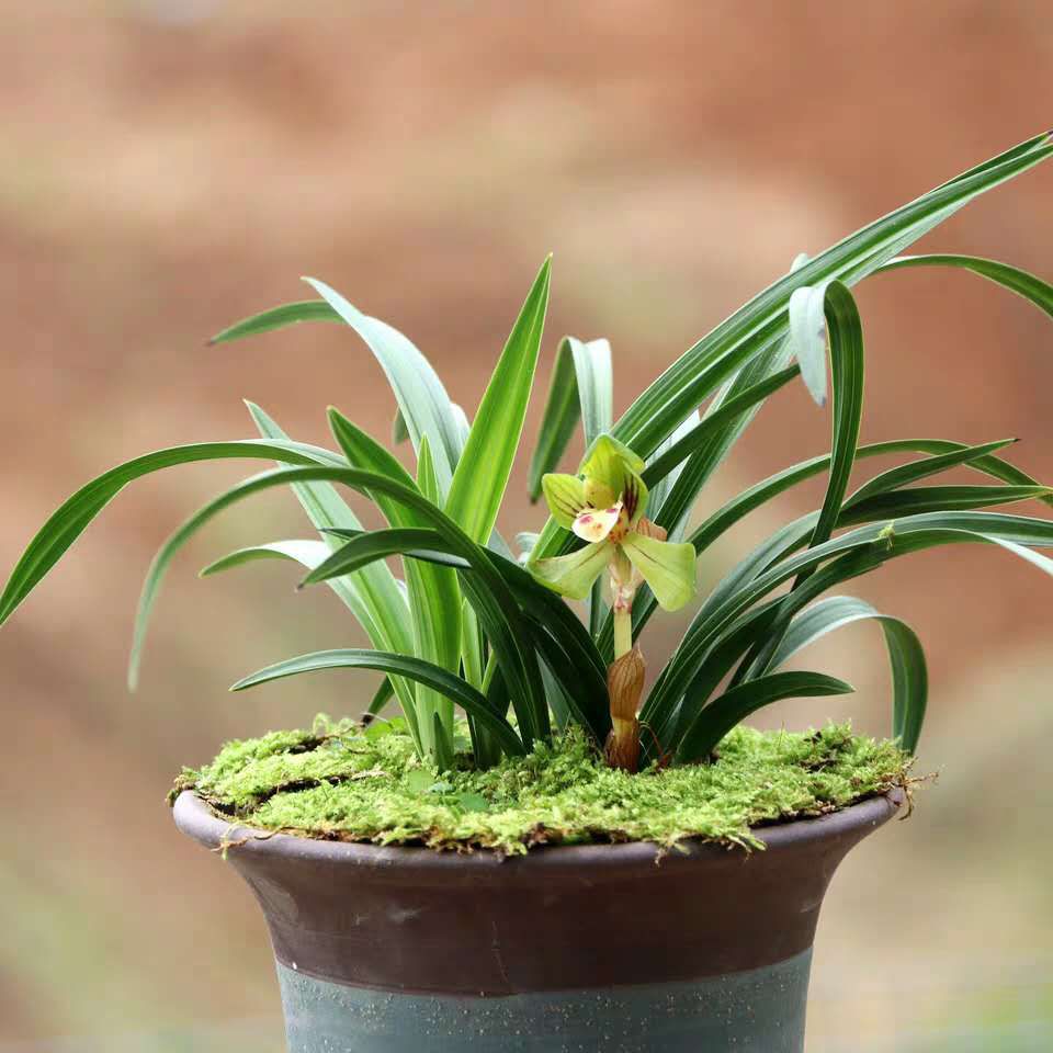 兰花春兰荷瓣中矮型兰花苗 大团圆 冬带浓香花苞出售花卉盆栽