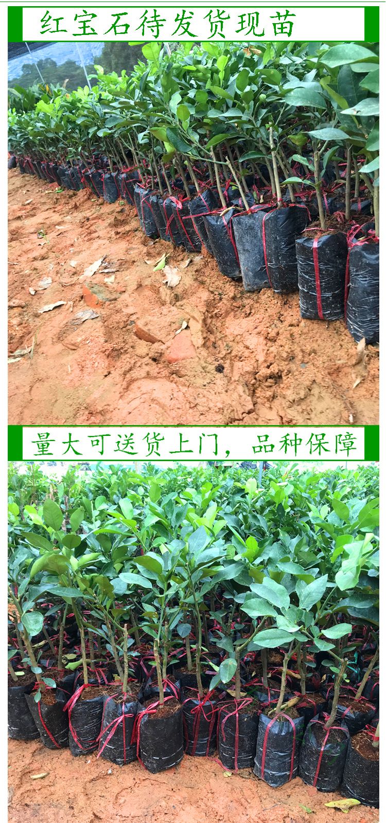 [泰国红宝石柚苗批发]泰国红宝石柚苗 泰国红宝石青柚