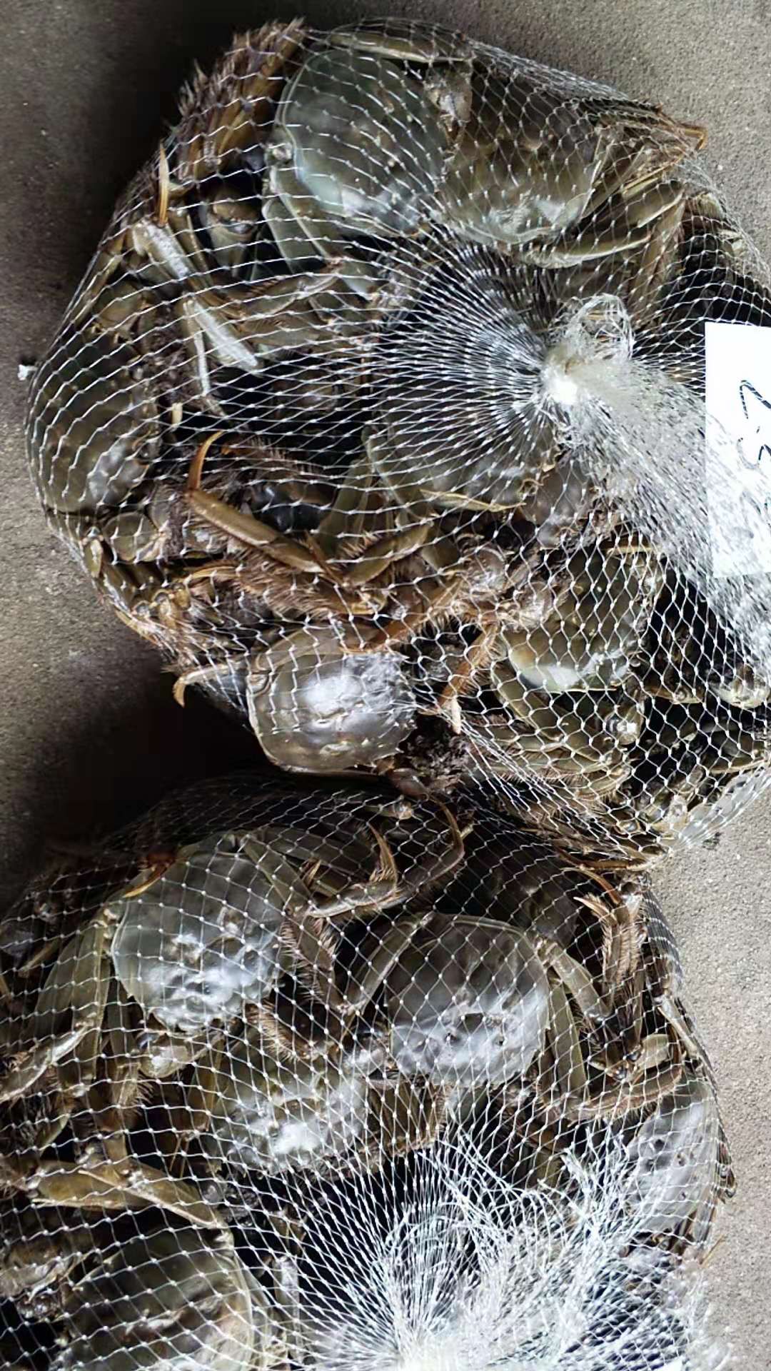 洪湖清水大闸蟹,红膏白胶,青壳白底,质量杠杠的