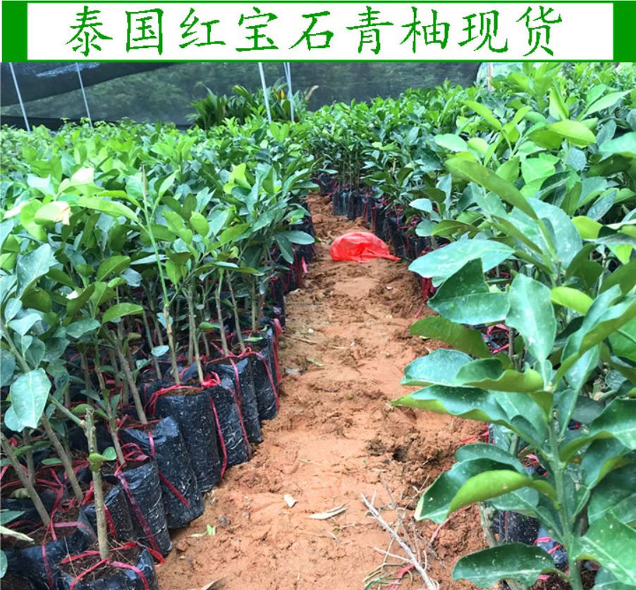 广西壮族自治区钦州市灵山县泰国红宝石柚苗 新品泰国红宝石青柚苗