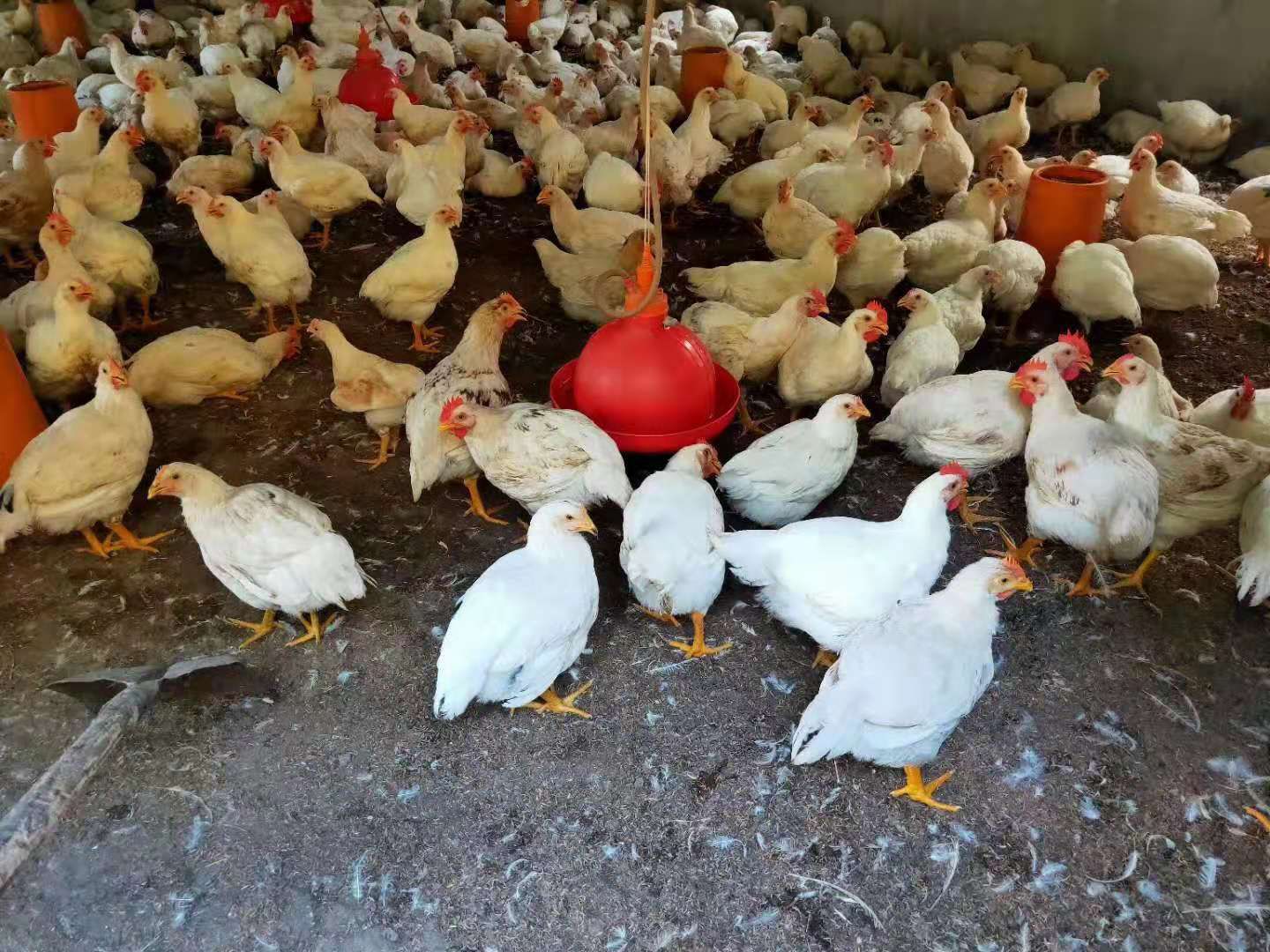 优质817肉鸡苗