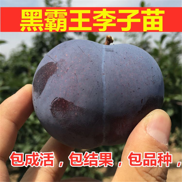 山东临沂平邑县 基地直销黑霸王李子树苗,个头大口感好,当年种植当年