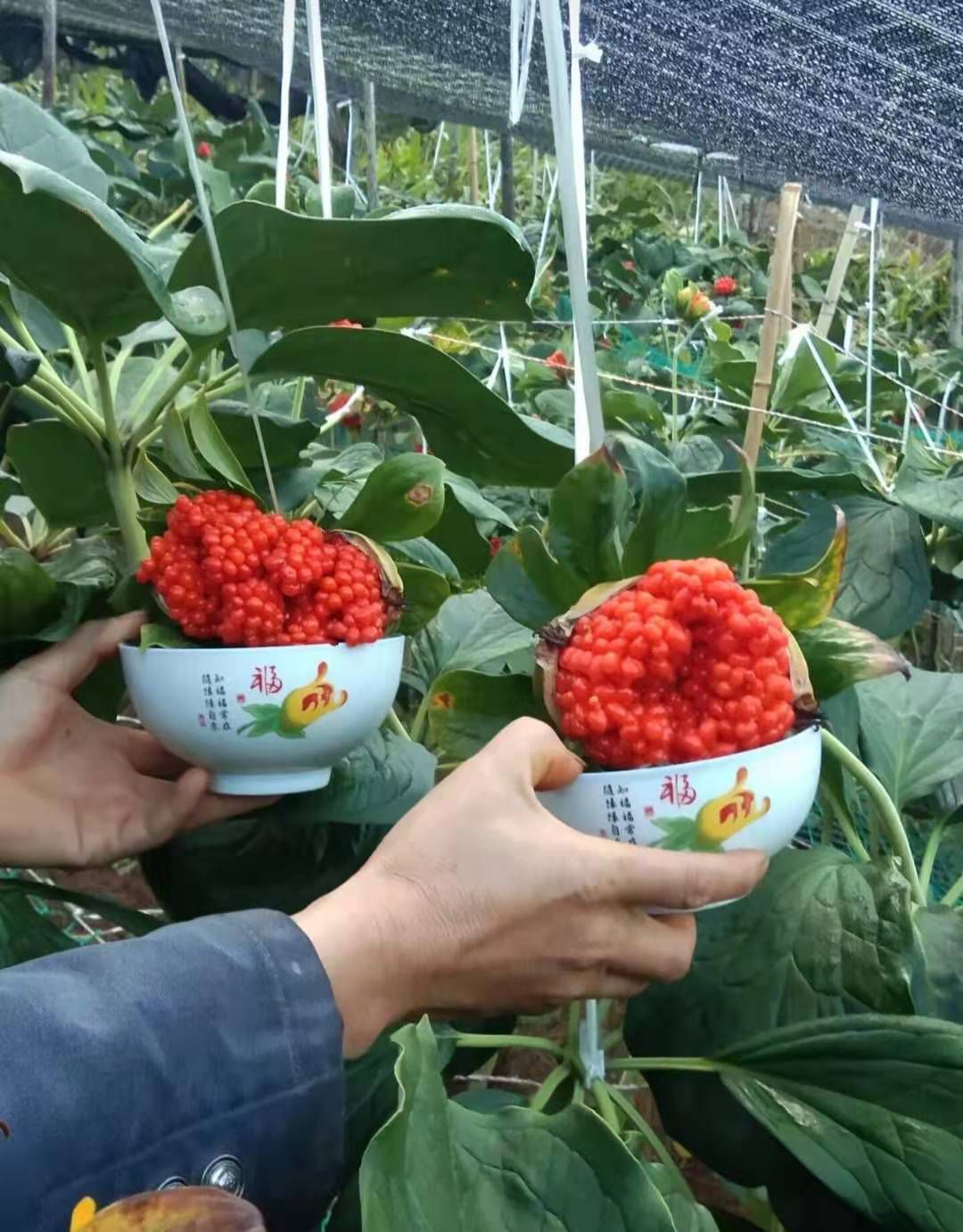 正宗云南高杆大叶滇重楼种子七叶一枝花种子基地直发提供技术指导