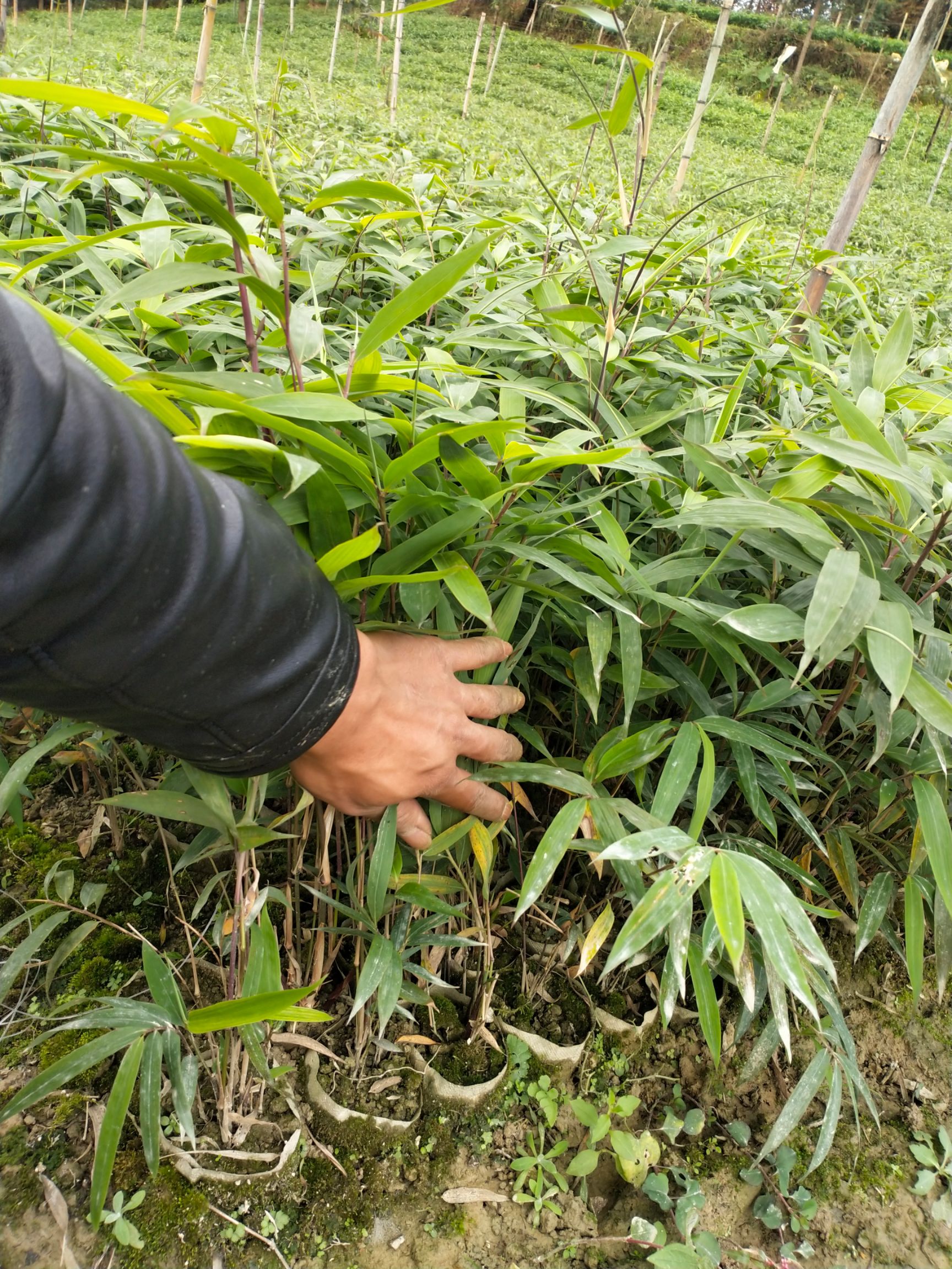 方竹苗 大竹黄皮竹,简称方竹,该竹子实余生长海拔800米以上的高山