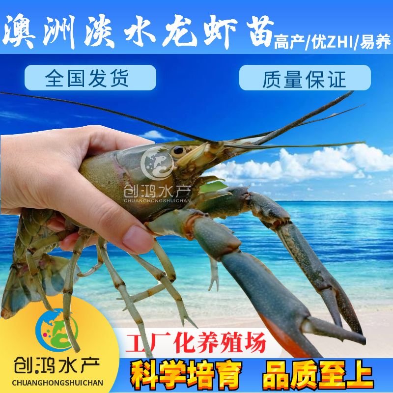 [小龙虾苗批发]【淡水养殖】澳洲淡水龙虾苗 龙虾苗 1