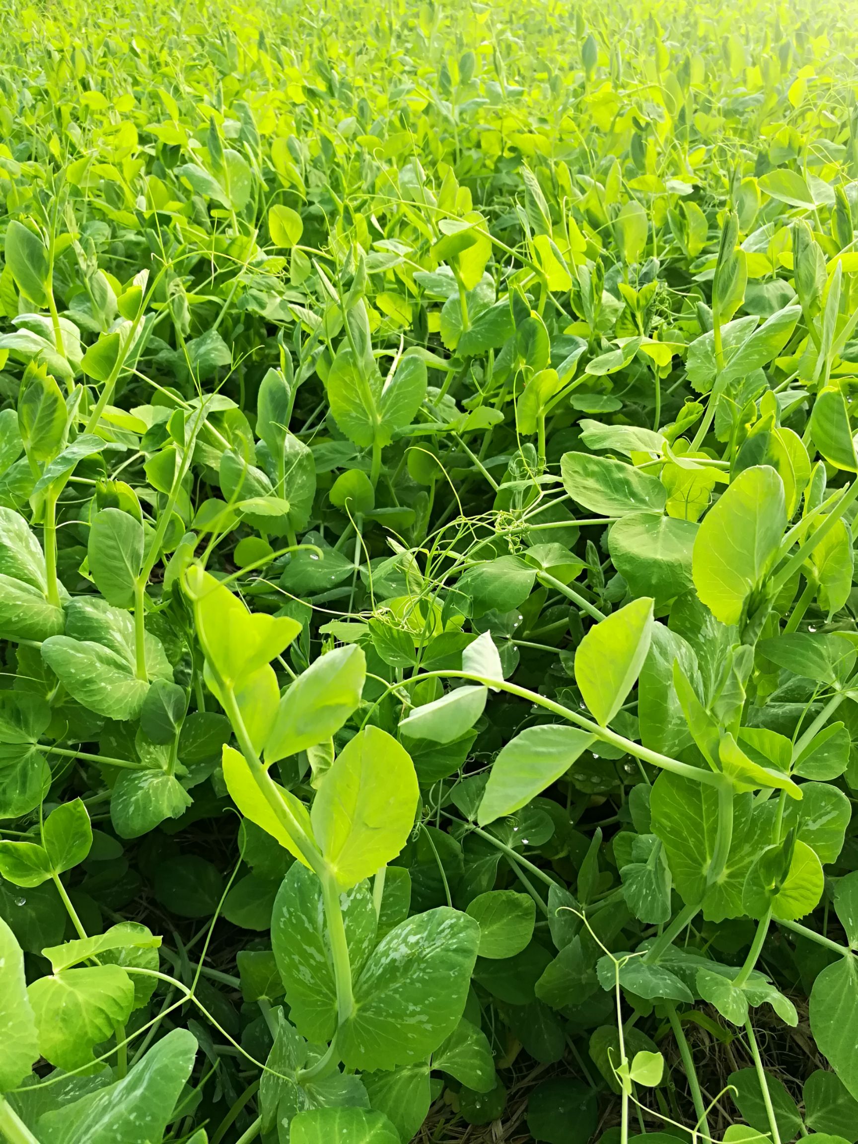 豌豆苗 精品豌豆尖,产地直供,欢迎下单