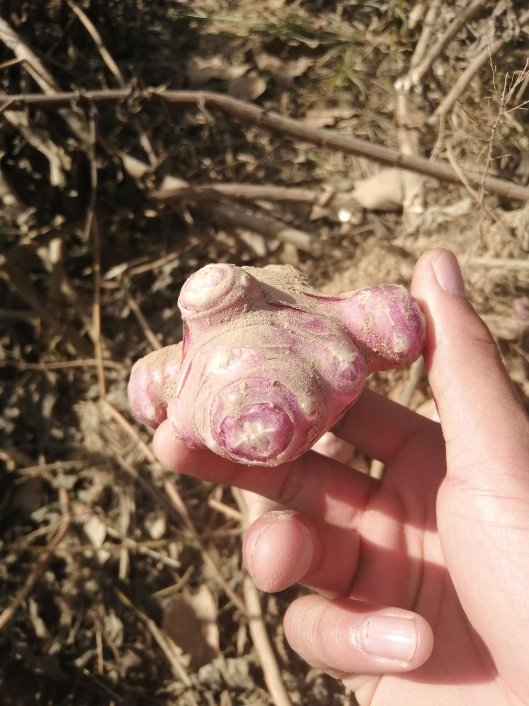 河南开封杞县 洋姜菊芋红洋姜白洋姜