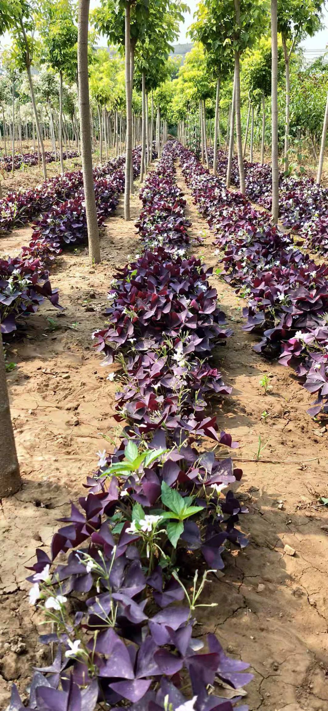 草花 出售紫叶酢浆草种根1000斤