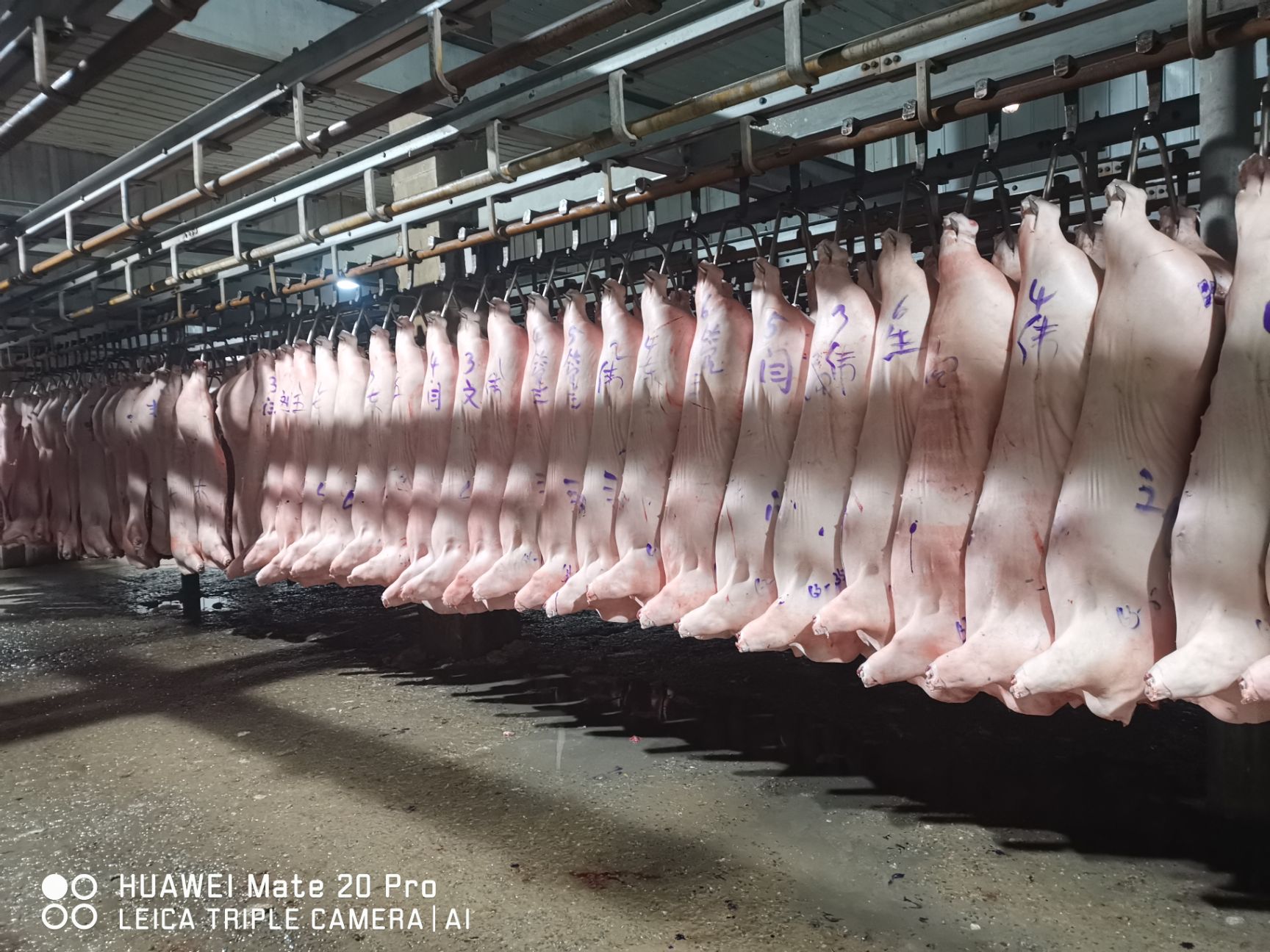 猪肉类 大量供给1,2,3,4级白条猪价