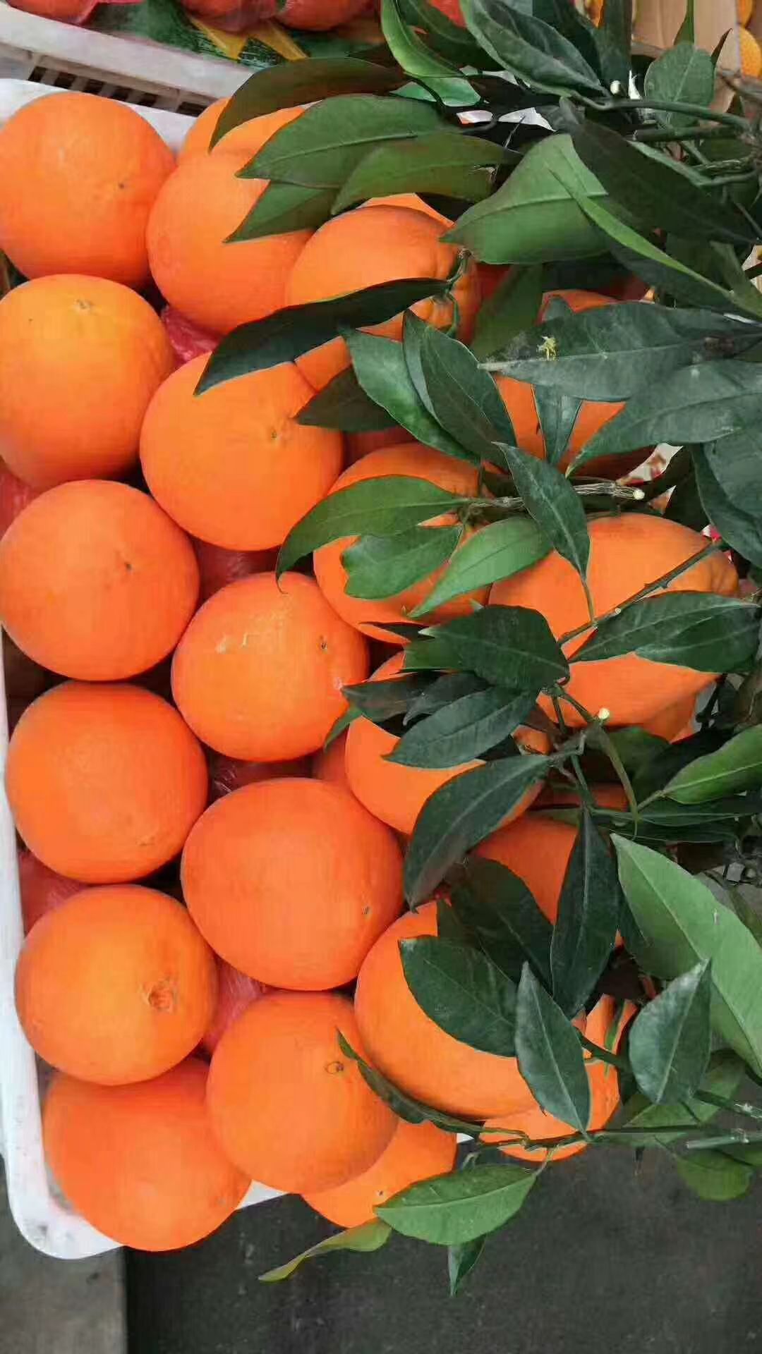 我是农村橙子种植户,欢迎各位老板来批发,量大有货,没有中间商