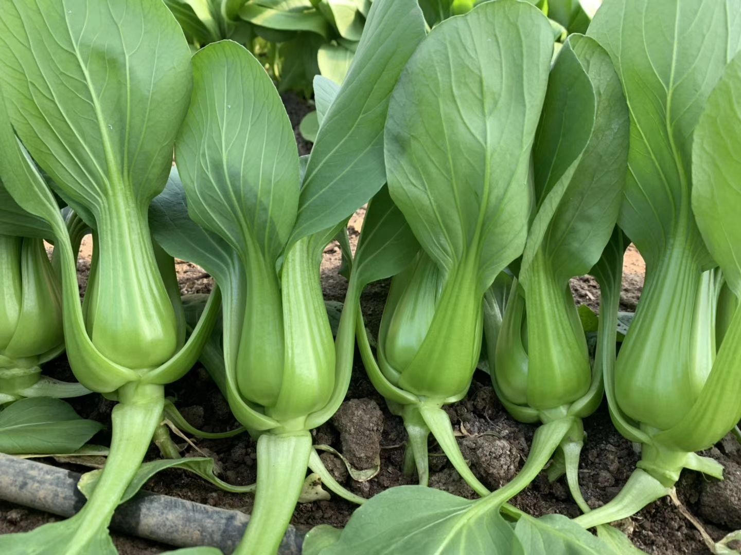青豆荚 上海青大量上市,价格优惠