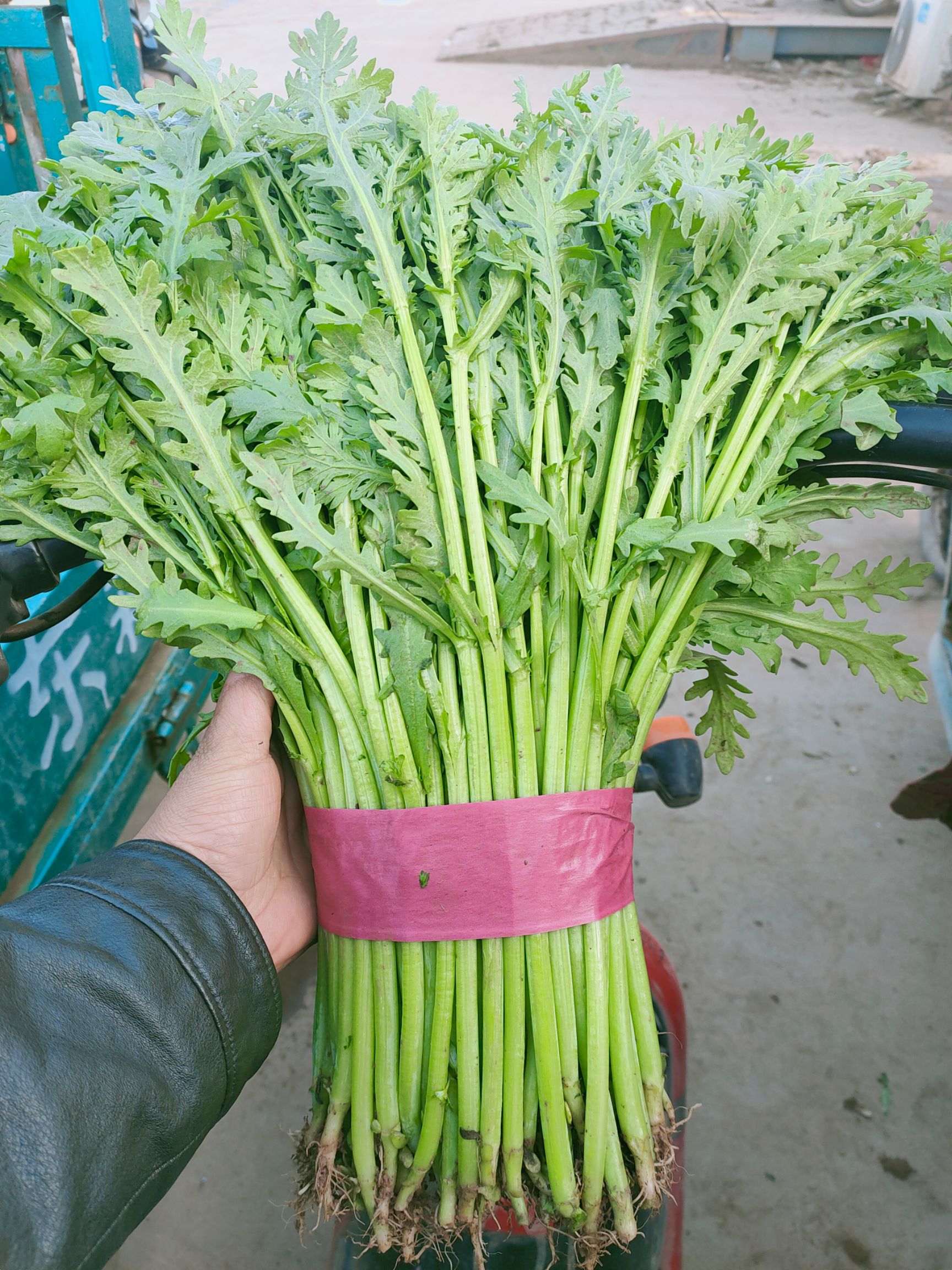 光杆茼蒿 价低质优,信誉第一,货品保障