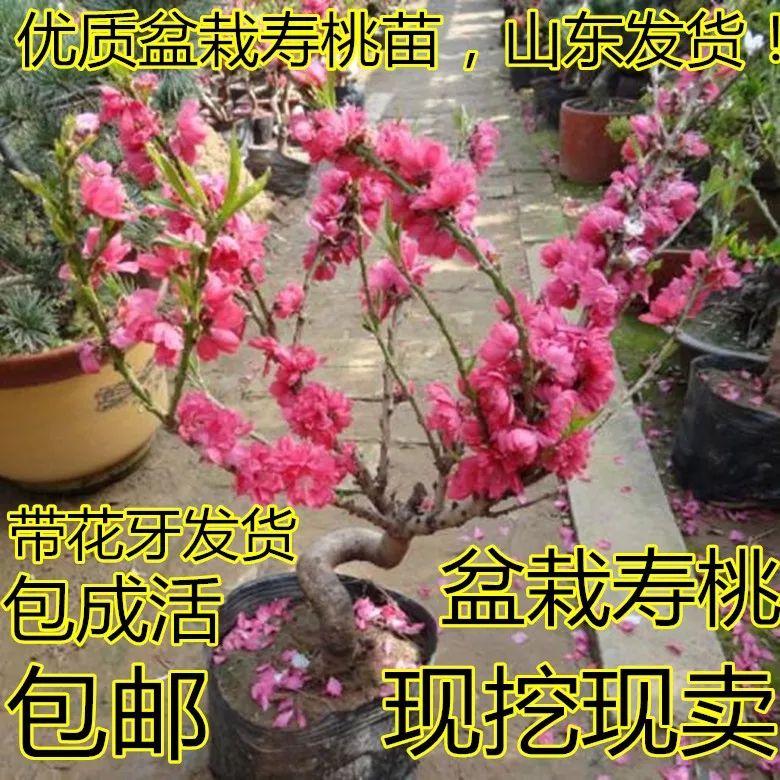 山东临沂平邑县 中华寿桃树苗嫁接苗包品种花期长造型好盆栽地载都