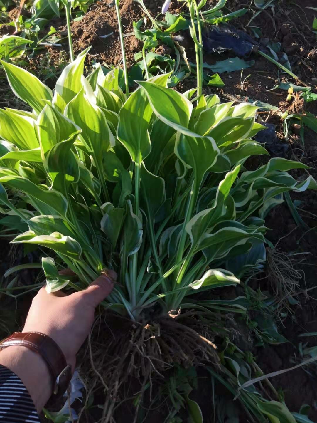 玉簪花,紫花玉簪,金边玉簪,银边玉簪.