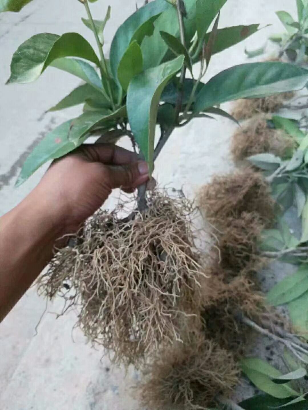 品种名:黑老虎 品种名:黑老虎