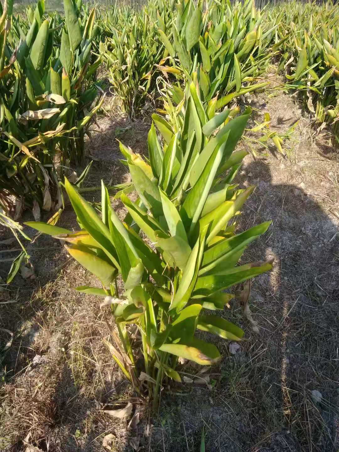 竹芋2019新鲜竹薯 冬粉薯 煲汤