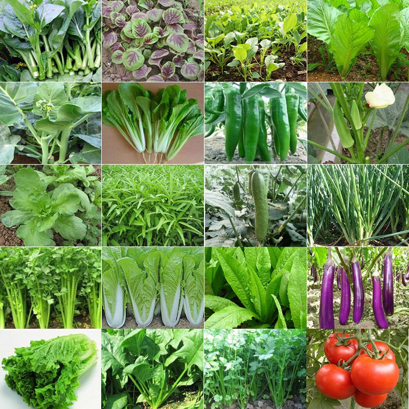白菜种子 60种蔬菜种子生菜西红柿葱黄瓜种子阳台盆栽菜种子