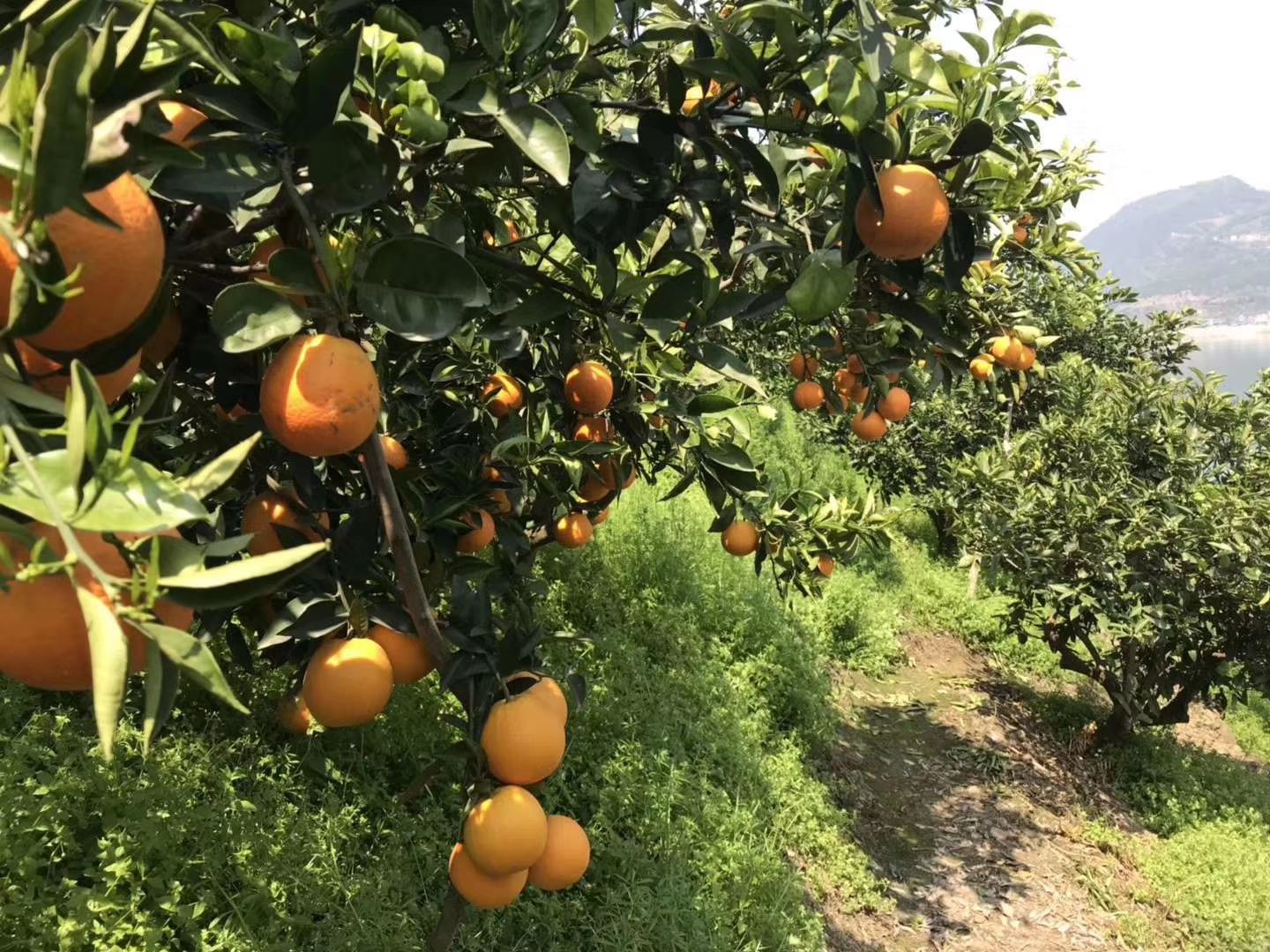 我是农村橙子种植户,欢迎各位老板来批发,量大有货,没有中间商