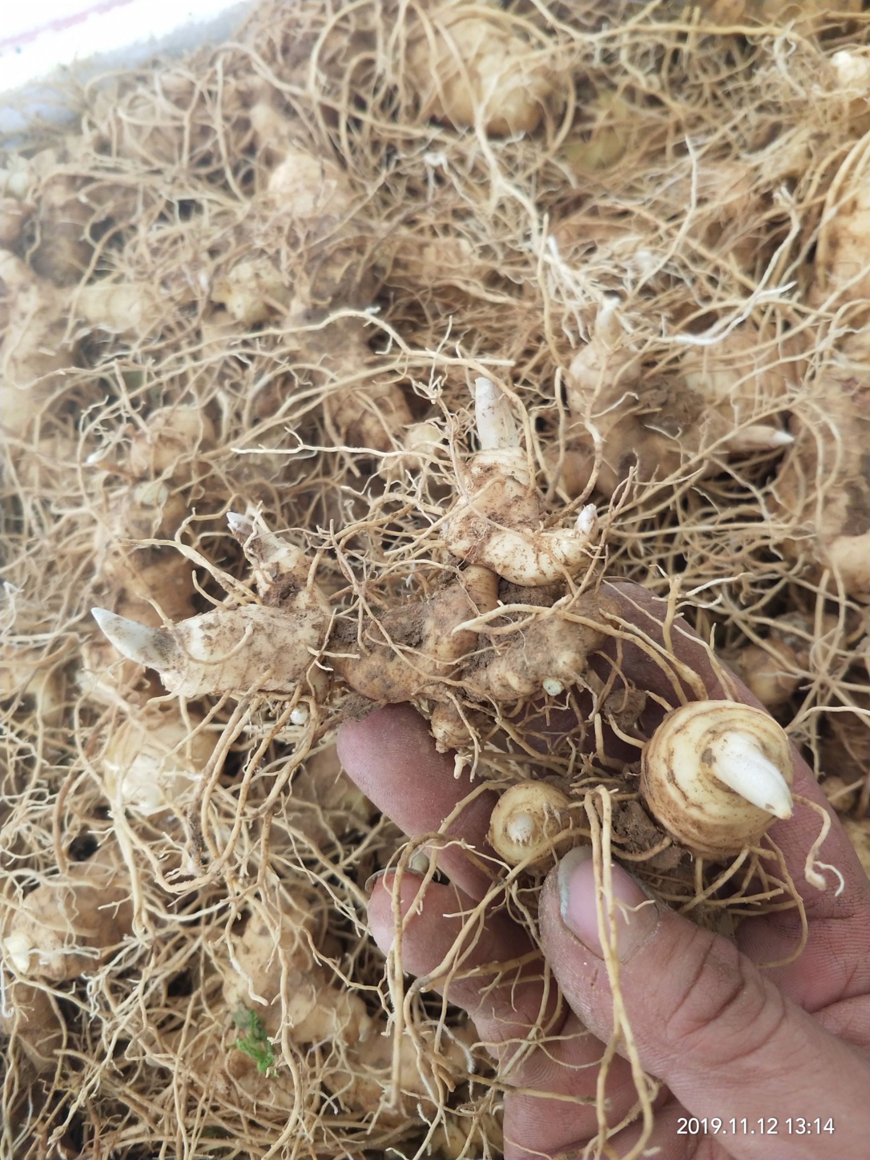 黄精块茎种苗带牙头