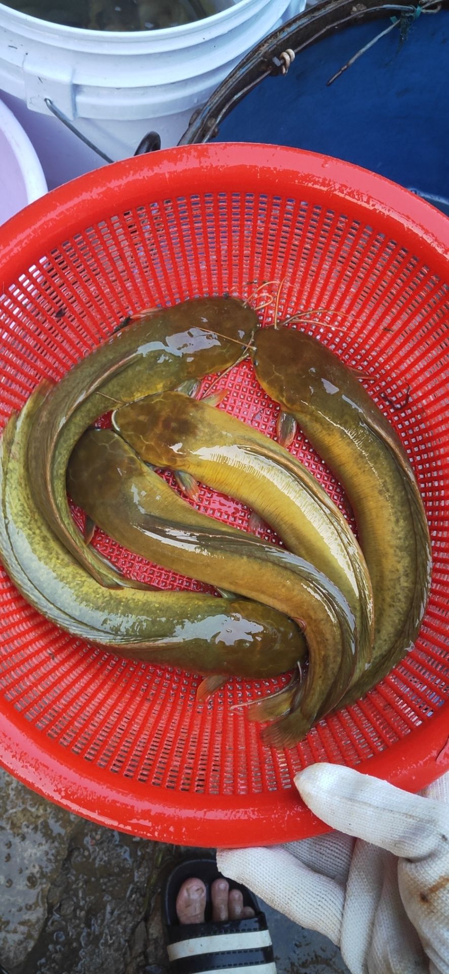 本地塘鲺