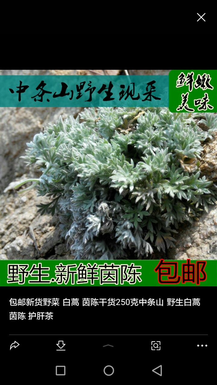 中条山脉野生白蒿种子〈鲜野菜〉