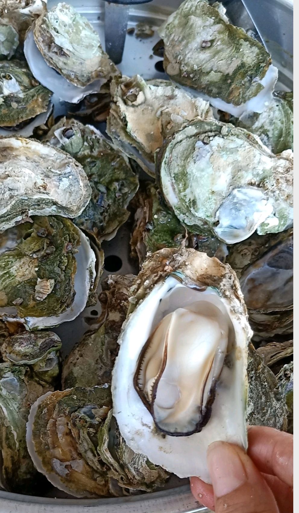 肥美广东台山生蚝一件代发家庭小包装,广东省及部分省外城市包邮