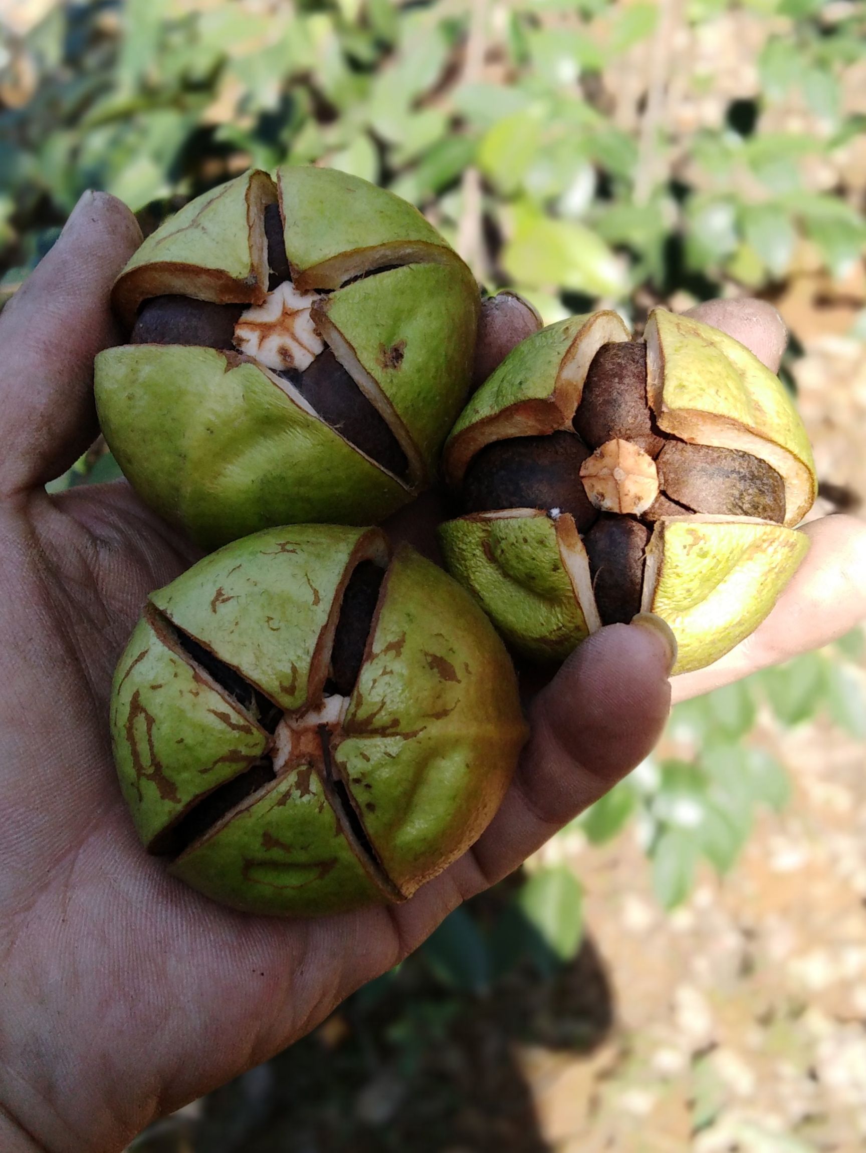 三华系华硕油茶苗