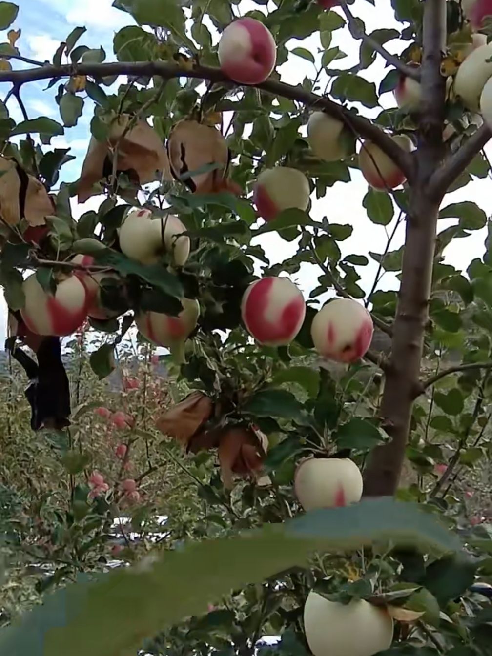 苹果树苗 水蜜桃苹果嫁接苗南北方种植当年结果抗寒矮化品种,高产.