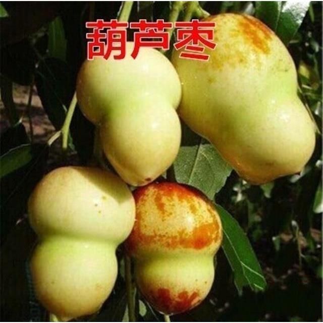 葫芦枣苗 嫁接枣树新品种 葫芦枣 盆栽庭院地栽观赏食用果树苗 蜜枣树